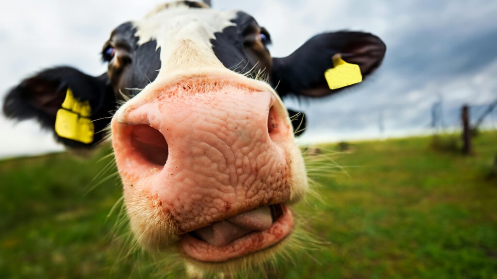 A close-up photograph of a curious cow with ear tags in a grassy pasture during the day.